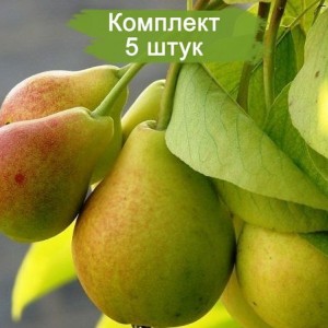 Саженцы груши Просто Мария -  комплект 5 шт.