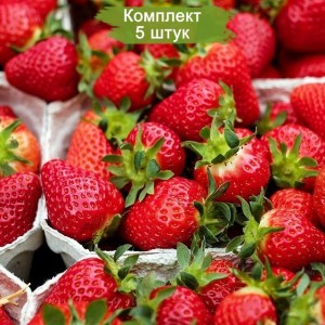 Саженцы ремонтантной клубники Липари (Ранняя) -  комплект 5 шт.