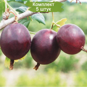 Саженцы крыжовника Финик -  комплект 5 шт.