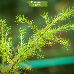 Саженцы лиственницы Европейской до 20 см -  комплект 5 шт.