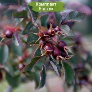 Саженцы шиповника Роза Сизая -  комплект 5 шт.