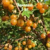 Комплект 5шт / Смородина золотистая Ляйсан