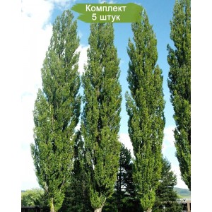 Саженцы тополя Чёрного (40-60 см) -  комплект 5 шт.