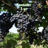 Комплект 5шт / Виноград Гранатовый