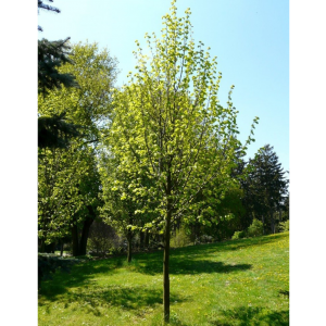 Саженец липы Мелколистной 40-60 см