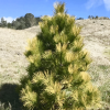 Сосна Желтая до 20см