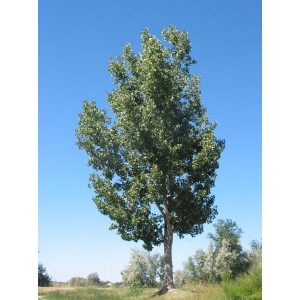 Саженец тополя Белого (Серебристого) 40-60 см