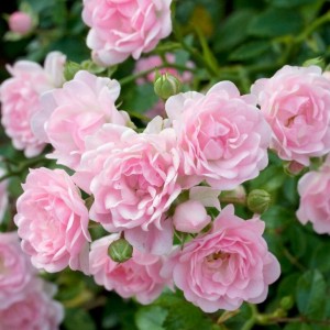 Саженец почвопокровной розы Зе Фэйри (The fairy)