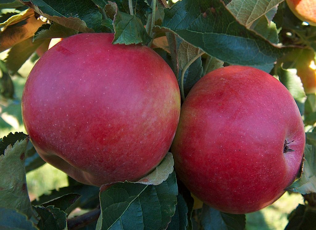 Купить саженец яблони Спартан в Твери по цене 350 ₽ по акции